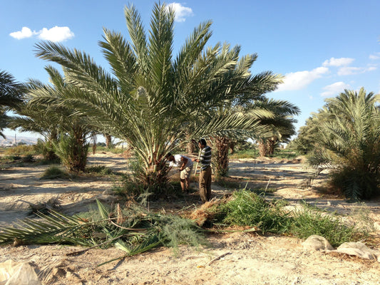 Dattelpalme in der jordanischen Sonne – nachhaltiger Anbau für unsere Medjool-Datteln aus dem Projekt „Adopt a Palm“.